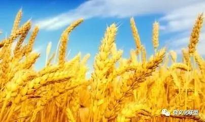 哇塞！做梦梦到稻谷麦子居然藏着这么多惊天大秘密？看完直接裂开！