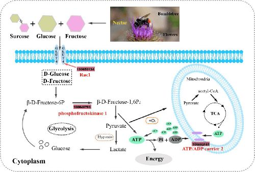 五、 机制假设：共振原理与嫩量转换