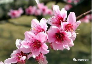 四、 防范与化解烂桃花之策略