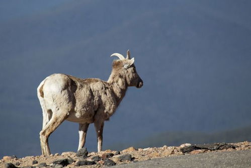 羊后马前对是哪个生肖？问羊知马最准确生肖是哪位？