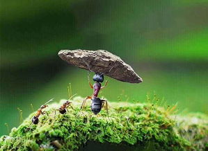 二、 幼虫期：柔软体态、营养依赖及阶级分化机制