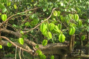 桃树在风水中的象征意义