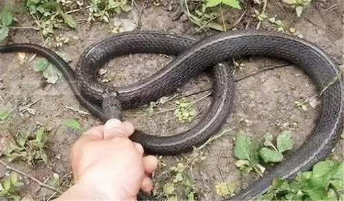 坟墓附近有蛇或蛇出现在坟墓是否为好风水？