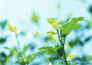 公园绿叶茂盛？财运亨通？我信你个鬼！