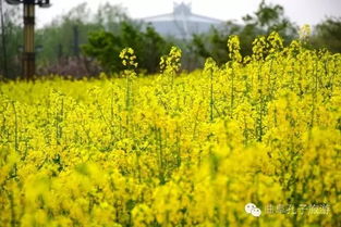 不同人群的油菜花梦