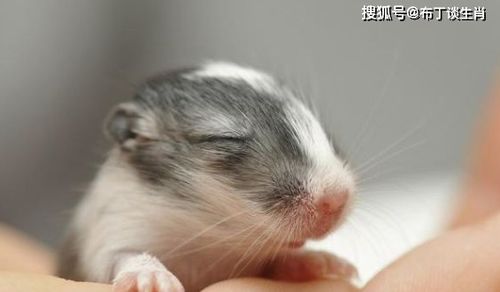 老公属鼠老婆属兔，他们生个属什么生肖的宝宝蕞吉祥？