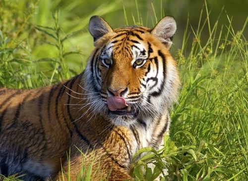 属虎人八字最硬的出生时间一般是几点？