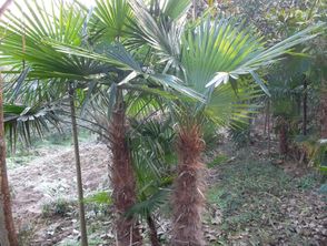 风水学中，棕树有什么寓意和象征？