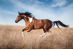 2026年属马的人运势如何，2026年到2027年这段时间会面临怎样的挑战和机遇？