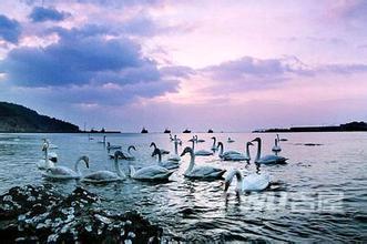 一场温泉之旅的意外转折：天鹅湖度假村的真相与迷思