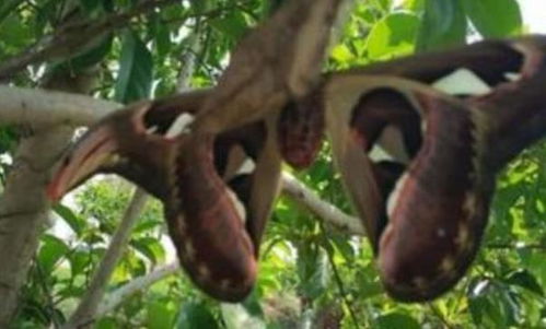 在风水学中，所谓的蛇头究竟指的是什么元素或象征？