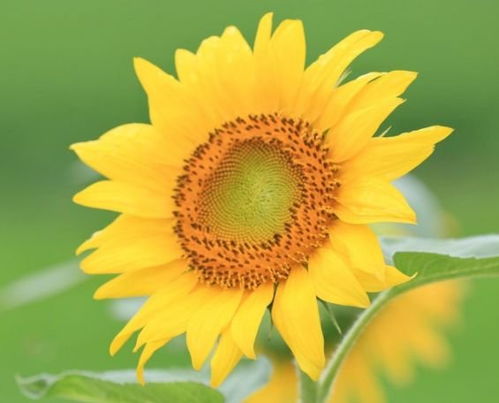 基于生肖属相的昵称解读