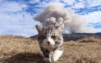 白虎黑道日是否预示着灾难降临，这天的吉凶如何判断？