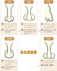 鼻梁直挺鼻头丰满之坚韧象征