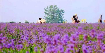薰衣草园的诱惑：紫色花海不是梦，但门票是关键