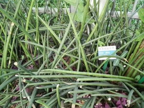 4.1 风水轮、水族箱等动态装置