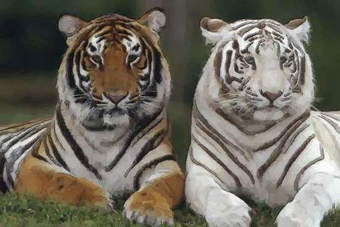 属虎的孩子：威风凛凛的小老虎