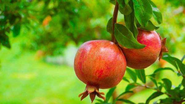 石榴属什么生肖？石榴生木对应的是哪个生肖？