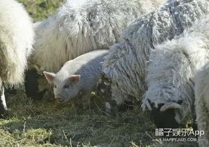 二、 事件背景：榆次杜堡村的异常