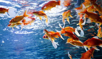 三、  生肖鼠：敏锐洞察与财富翻倍的投资哲学