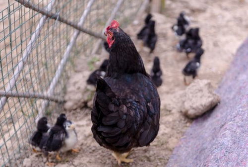 再来说说几个我觉得还算可依的名字（纯粹个人喜好）：