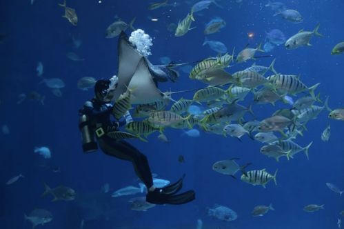 梦见别人掉大鱼，这鱼为何会放掉，难道有什么特殊含义吗？