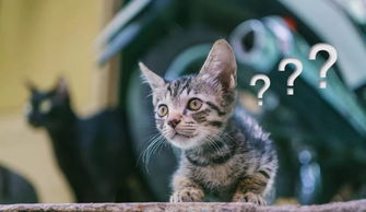 星座因素在网名构建中的交叉影响