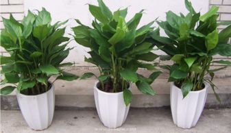 万年青盆景对家居风水有什么影响？