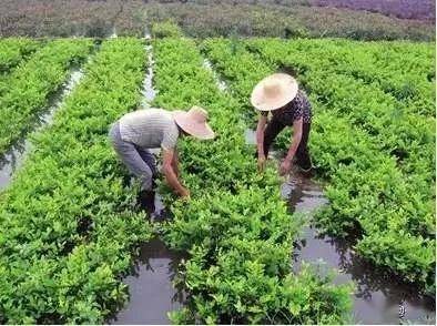 苗木拯救地球？笑死！