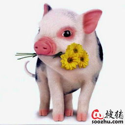 十二生肖属猪的人今年多大？属猪微信头像代表什么含义？