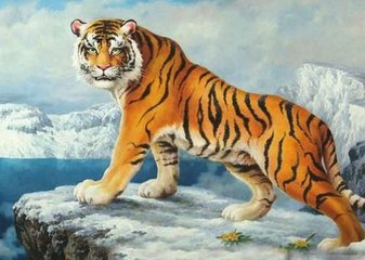 属虎人2026年运气如何？属虎二零二六年运势怎样？