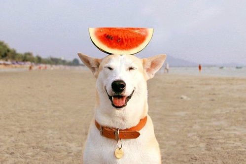 忠诚是美德？未必！属狗人取名那些事儿