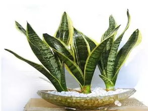 大鹏展翅的高远志向：催旺功名与利名声