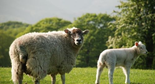 1967年属羊女性命运如何，她的生活轨迹和运势特点是什么？
