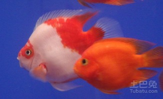 家里养鹦鹉合法吗？吉凶如何？风水改写为鹦鹉风水适宜否？