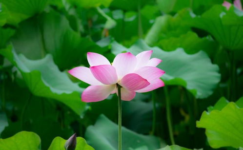 再等1312天四大生肖财运、桃花运双旺，运势大涨，这是真的吗？