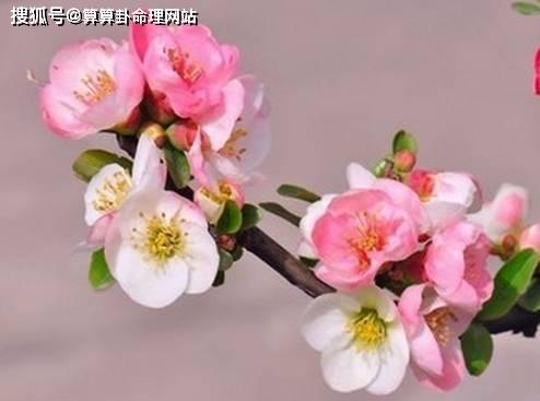 2026年八字桃花运势如何，有什么特别需要注意的吗？