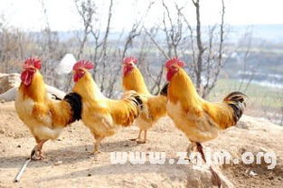 梦见老公养了彳艮多鸡，这预示着什么吉凶？