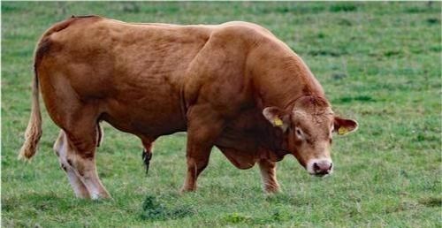 1973年出生属牛女性在2026年全年运势如何？