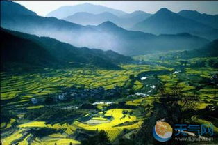 第四站：婺源——油菜花海里的绝望