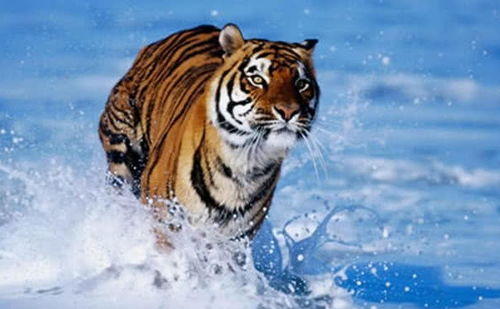 将虎是什么生肖年？虎的属相是哪一年对应的年份是哪一年？