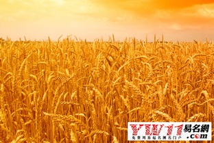 学生梦见麦子？考试要开挂了！