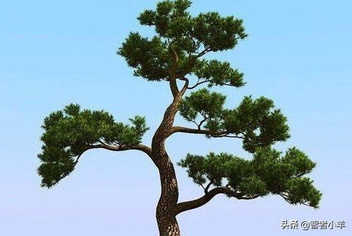 三、  象征长寿、坚韧与高洁的树种解读