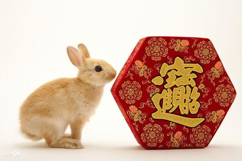 2026年属兔的人床头摆放物品需要注意什么，因为那一年犯太岁吗？