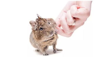 属鼠农历10月出生的人命运如何改写才能揭示其命运之谜？