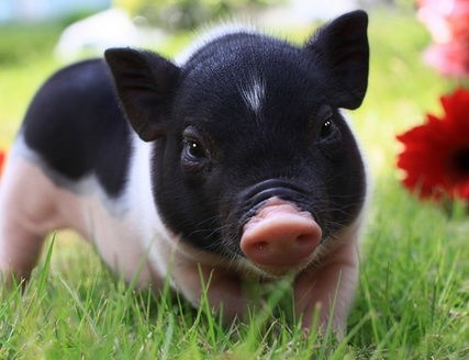 猪：福泽与憨厚的辩证统一