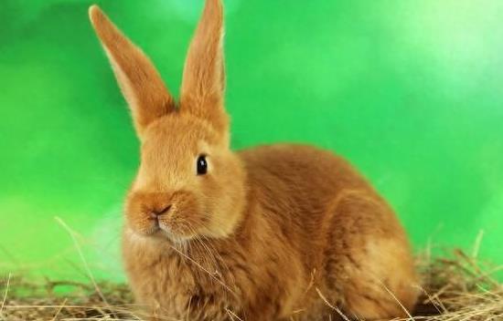 属兔的十二月出生者运势如何，他们的命运特点是什么？