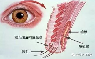 眼皮跳24小时吉凶，左眼皮跳24小时吉凶分别是什么？
