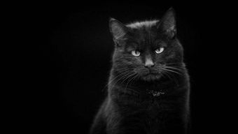梦象解析——黑猫之象征意义