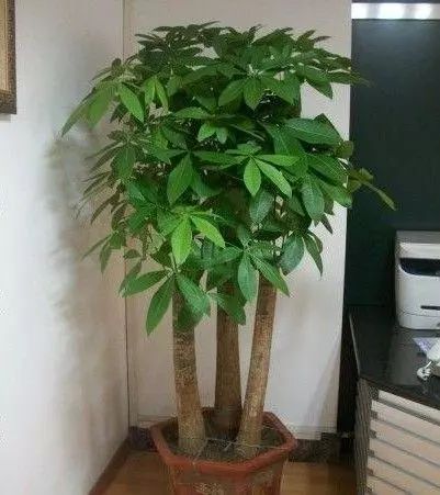 2.5 发财树（Pachira macrocarpa）——东南方位财富增幅器